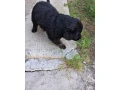 predamno-krasne-steniatko-small-4