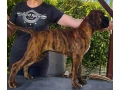 nemecky-boxer-small-3