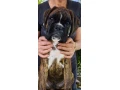 nemecky-boxer-small-2