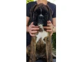 nemecky-boxer-small-1