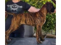 nemecky-boxer-small-4