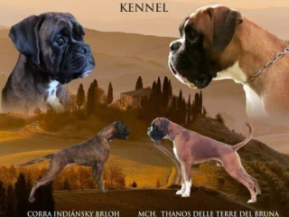 nemecky-boxer