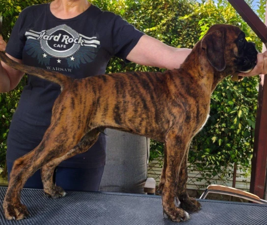 nemecky-boxer-big-3