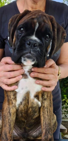 nemecky-boxer-big-2