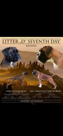 nemecky-boxer-big-0