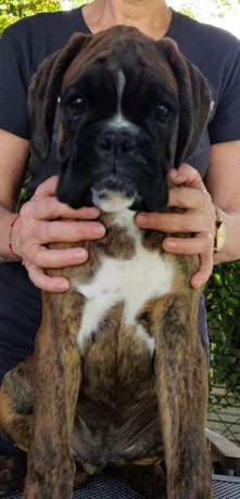 nemecky-boxer-big-1