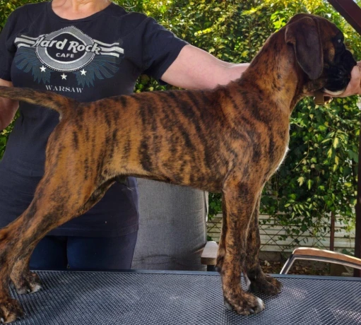 nemecky-boxer-big-4