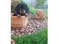 jazvecik-kratkosrsty-small-0