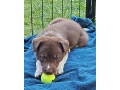 steniatka-border-kolie-small-3