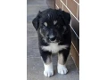 steniatka-border-kolie-small-2