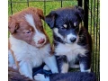 steniatka-border-kolie-small-0