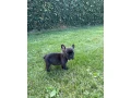 francuzsky-buldocek-small-4