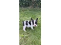 francuzsky-buldocek-small-2
