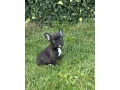 francuzsky-buldocek-small-3