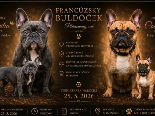 francuzsky-buldocek