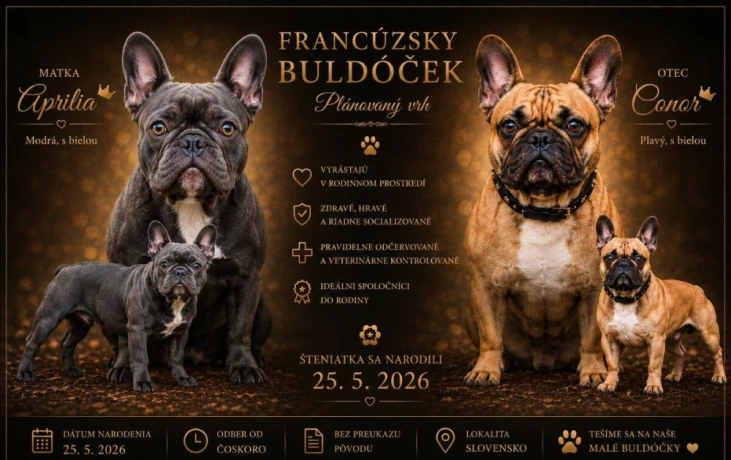 francuzsky-buldocek-big-0