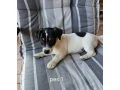 jack-russel-terier-small-0