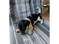 jack-russel-terier-small-4
