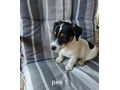 jack-russel-terier-small-3
