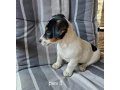jack-russel-terier-small-2