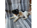 jack-russel-terier-small-1