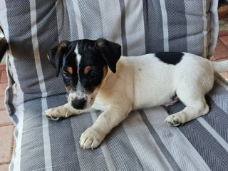 jack-russel-terier