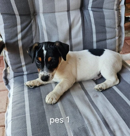 jack-russel-terier-big-0