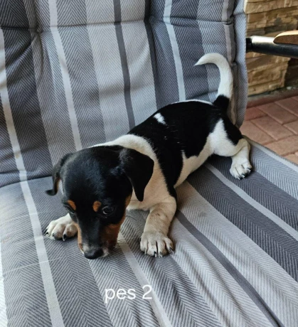 jack-russel-terier-big-4