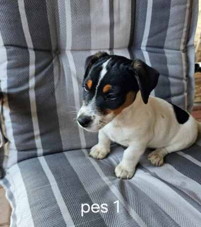 jack-russel-terier-big-3