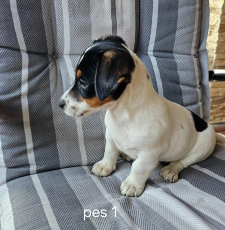 jack-russel-terier-big-2