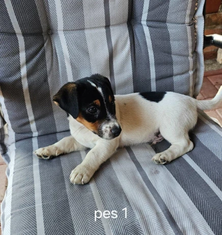 jack-russel-terier-big-1