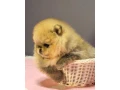 pomeranian-mini-small-0