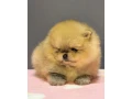 pomeranian-mini-small-1