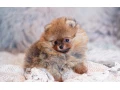 pomeranian-mini-small-4