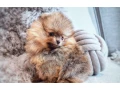 pomeranian-mini-small-3