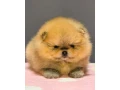 pomeranian-mini-small-2