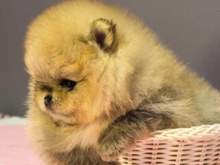 pomeranian-mini