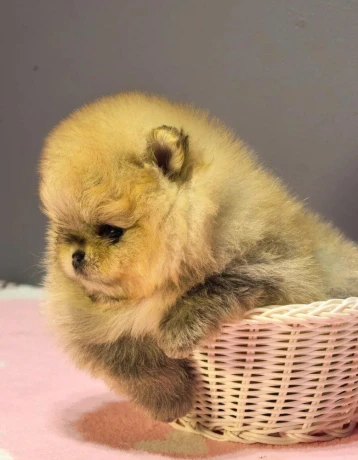 pomeranian-mini-big-0