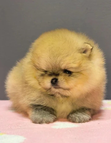 pomeranian-mini-big-1