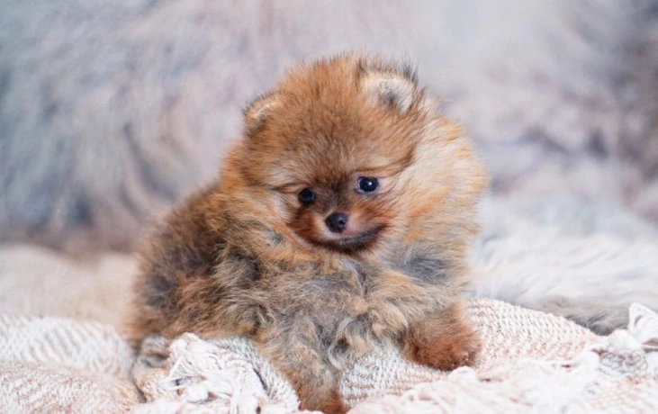 pomeranian-mini-big-4