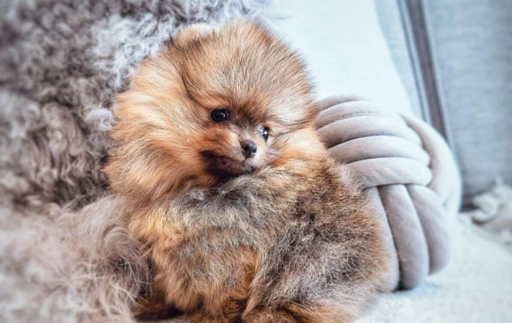 pomeranian-mini-big-3