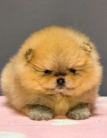 pomeranian-mini-big-2