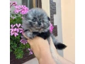 pomeranianpomerian-small-4