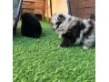 pomeranianpomerian-small-3