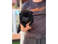 pomeranianpomerian-small-2