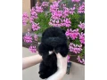 pomeranianpomerian-small-0