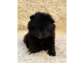 pomeranianpomerian-small-1
