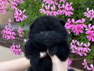 pomeranianpomerian