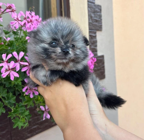 pomeranianpomerian-big-4