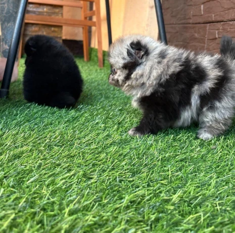pomeranianpomerian-big-3